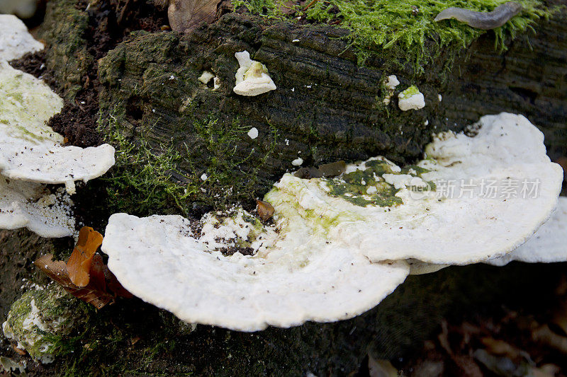 木耳(gibbosa Trametes)